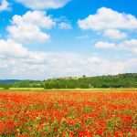 Zdjęcie kółko Plan adaptacji 19140978 - beautiful field of red poppy flowers with blue sky and the medieval village of monteriggioni in the background, tuscany, italy